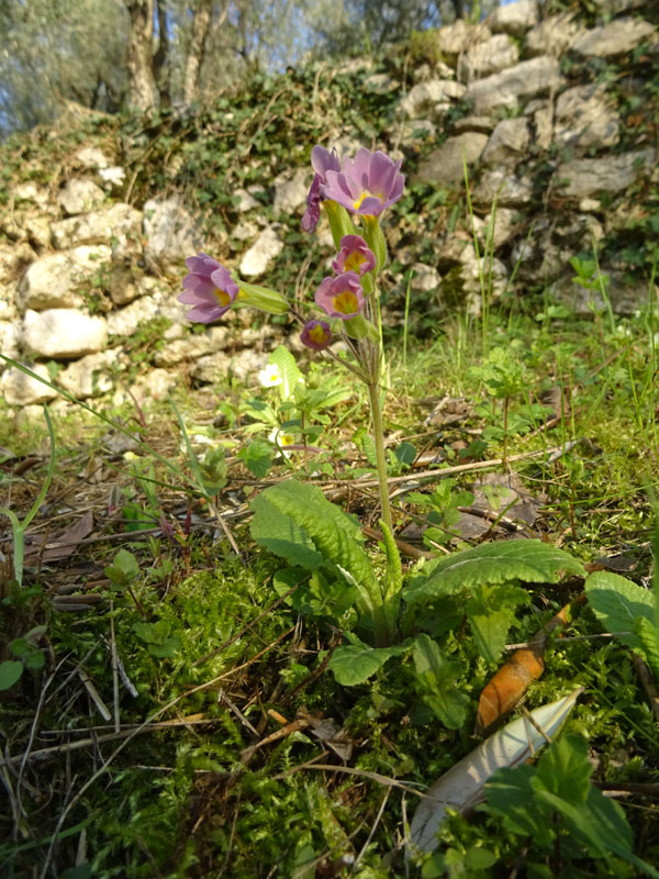 cultivar di P. vulgaris, Primula vulgaris e Primula veris